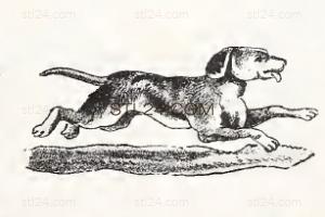 ANIMAL_0138